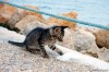 Pets Photography | Cat On The Pier